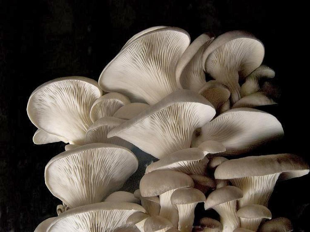 149 MUSEE DU CHAMPIGNON A  SAUMUR 2016 1_000037.jpg